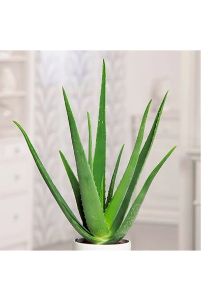 Aloe Vera Bitkisi Orta Boy Saksılı Jel Için Uygun - 4