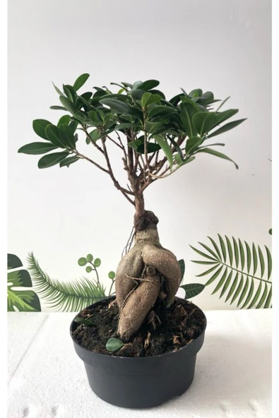Ithal Bonsai Ficus Ginseng 1000gr Gövde - 1