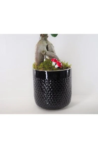 Ficus Ginseng Bonsai Siyah Yuts Beton Saksıda Hediyelik Canlı Çiçek - Resim 3