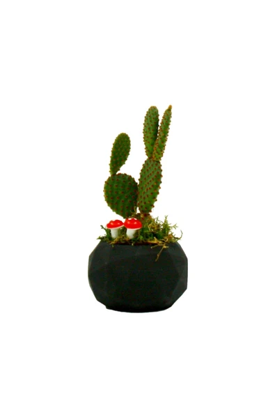 Geometrik Serisi Siyah Saksıda Opuntia Microdasys Rufida Kaktüs Tasarımı - Resim 2
