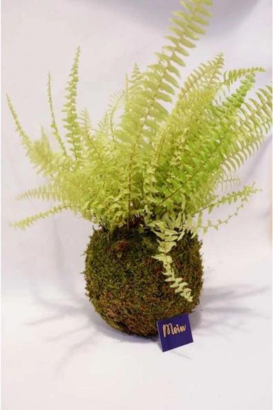 Aşk Merdiveni Kokedama - Resim 2