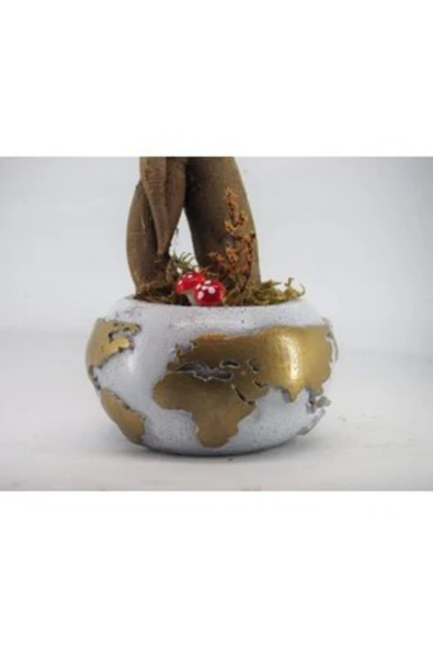 Ficus Ginseng Bonsai & Beyaz Dünyam Beton Saksıda Hediyelik Canlı Çiçek - Resim 3