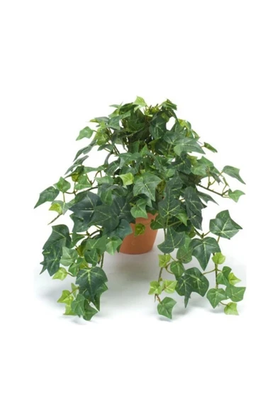 Hedera Helix Orman Sarmaşığı Askılı Saksı ürün görseli