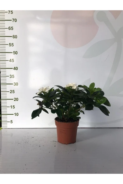 Gardenya Çiçeği Ev Ofis Bitkisi - Resim 4