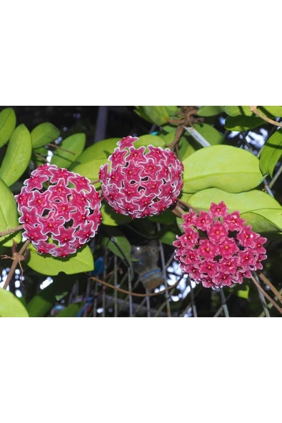 Mum Çiçeği Pembe(fuşya) Hoya Carnosa Kokulu ürün görseli