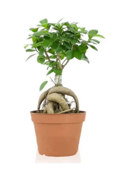 Ficus Gingseng Bonsai Ağacı Saksı Çapı Boyu 30-45 Cm ürün görseli 1