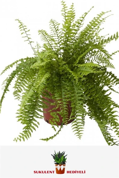 Aşk Merdiveni (20~40 Cm) ürün görseli