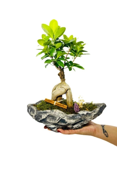 Kayık Serisi Ficus Gingseng Bonsai Tasarım - 3
