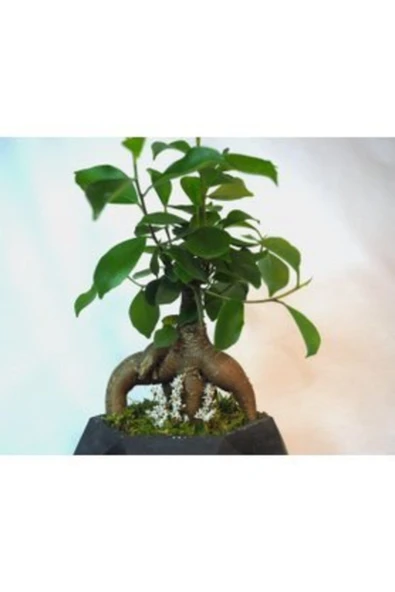 Ficus Ginseng Bonsai & Siyah Geometrik Beton Saksıda Hediyelik Canlı Çiçek - Resim 3