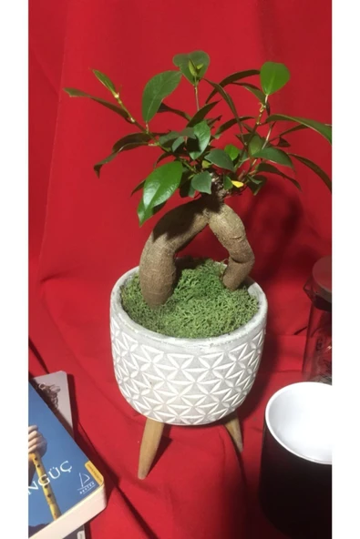 Fıcus Ginseng ürün görseli