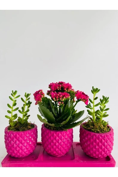 Trio Model Beton Saksıda Kalanchoe Ile Sukulent - Resim 2