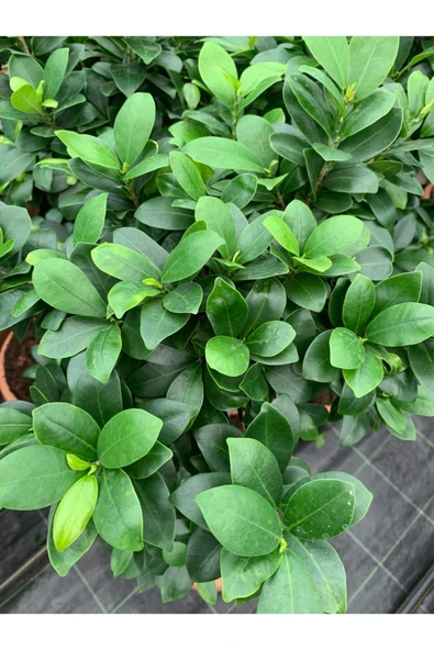 Bonsai Ficus Ginseng S Gövde 110-120 Cm Bonsai S Gövde - Resim 4