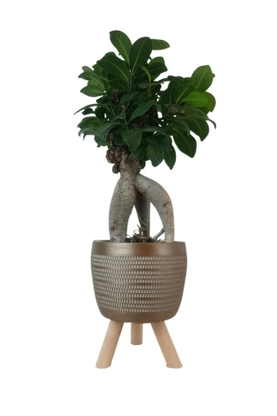 Gold Damla Saksıda Ficus Ginseng Bonsai