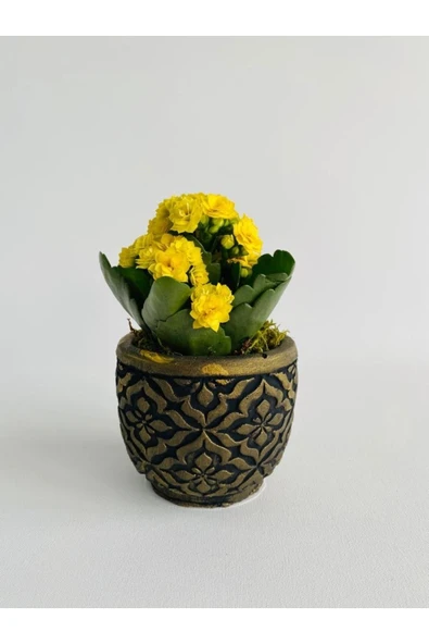 Siyah Mozaik Desenli Dekoratif Beton Saksıda Sarı Kalanchoe(kalanşo)