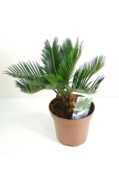 Sikas Palmiyesi Mini Cycas Revoluta Japon Sago Palm - 2