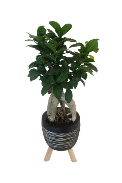Siyah Damla Saksıda Ficus Ginseng Bonsai - Resim 2