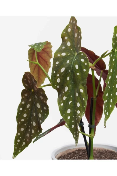Begonia Maculata - Çilli Begonya Mini - Ev Ofis Salon Iç Mekan Bitkisi - Ø:7 Cm - H:15 Cm - Resim 2