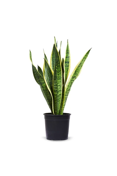 Paşa Kılıcı (40-60 Cm) ürün görseli