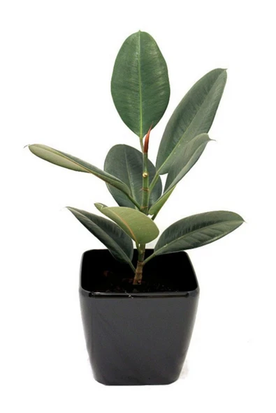 Dönmez Çiçek Kauçuk Bitkisi Yerli Üretim Tek Gövde 60 70 cm ürün görseli