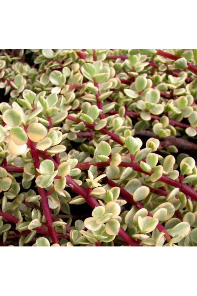 Para Ağacı Yeşim - Portulacaria Afra Variegata - 2