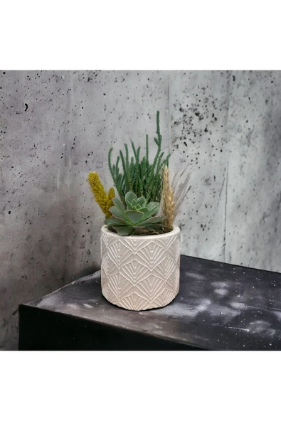 Dekoratif Yaprak Desenli Beyaz Beton Saksıda Kaktüs Ve Sukulent Bitkisi