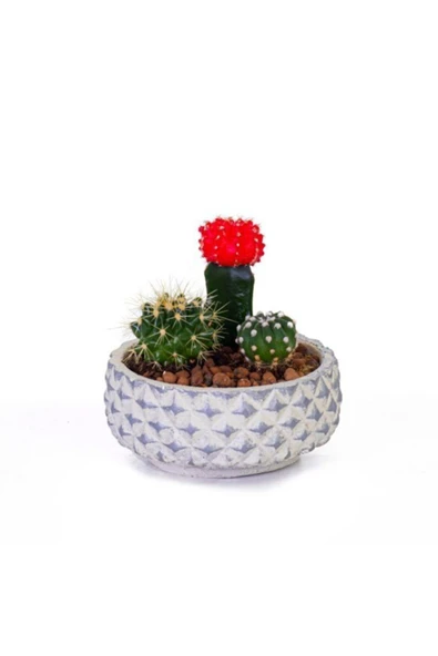 Kaktüs Aranjman - Beton Saksıda Kaktüs ürün görseli