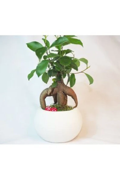 Ficus Ginseng Bonsai & Beyaz Venüs Beton Saksıda Hediyelik Canlı Çiçek ürün görseli