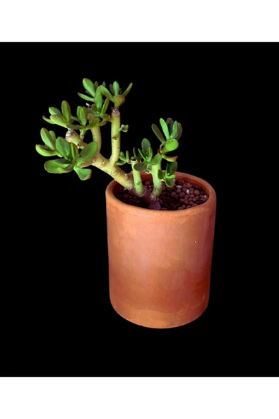 Crassula Ovata (Para Çiçeği) Sukulent ürün görseli