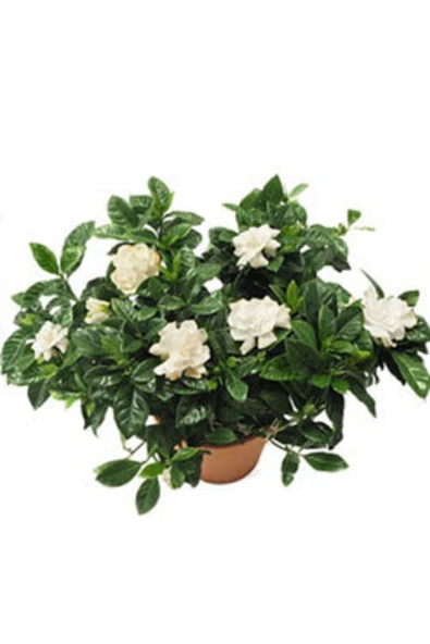 Gardenya ürün görseli