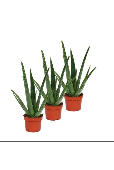 Aloe Vera Bitkisi 3'lü Özel Üretim Yüksek Kalite Large Boy - 2