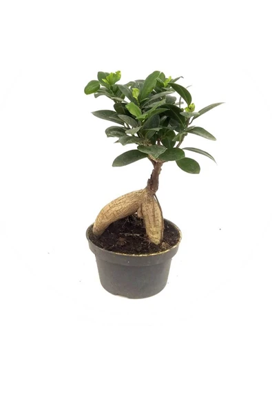 Ficus Bonsai (14 Cm Saksıda) ürün görseli