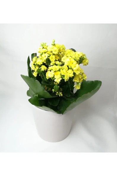 Kalanchoe Sarı Renkli Kalanşo Seramik Saksıda - Resim 4
