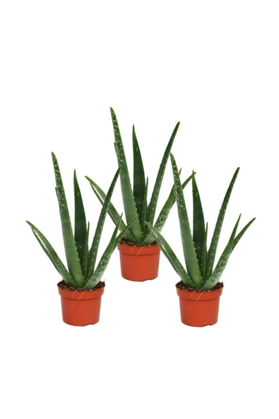 Aloe Vera Bitkisi 3'lü Özel Üretim Yüksek Kalite Large Boy