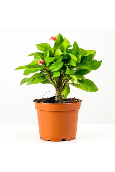 8.5 Pembe Dikenler Tacı Hediye Kaktüs ürün görseli 1