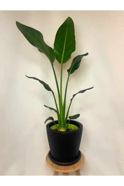 Starlice Cennet Kuşu Bitkisi - Resim 2