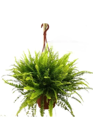 Füjer Aşk Merdiveni Askılı Saksıda ürün görseli