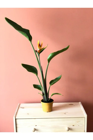 Parmia Garden Starliçe Reginae ürün görseli