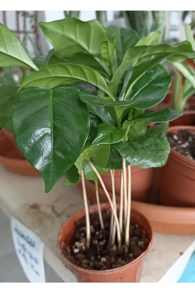 Coffea Arabica-kahve Çiçeği