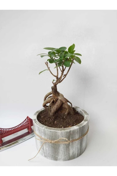 Stanova Bonsai Ficus Ginseng 18 cm - Resim 3