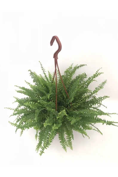 Fujer Aşk Merdiveni Makrome Askılı Saksıda - Resim 3