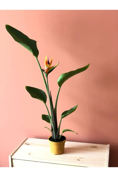 Parmia Garden Starliçe Reginae - Resim 3