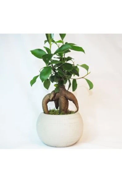 Ficus Ginseng Bonsai & Gri Venüs Beton Saksıda Hediyelik Canlı Çiçek ürün görseli