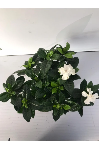 Gardenya Çiçeği Ev Ofis Bitkisi - Resim 2