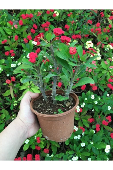 Dikenler Tacı Çiçekli Ithal Hollanda Milli (KIRMIZI) - Resim 3