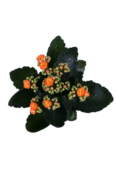 Kalanchoe - Kalanşo Çiçeği - Turuncu Renk - Resim 2