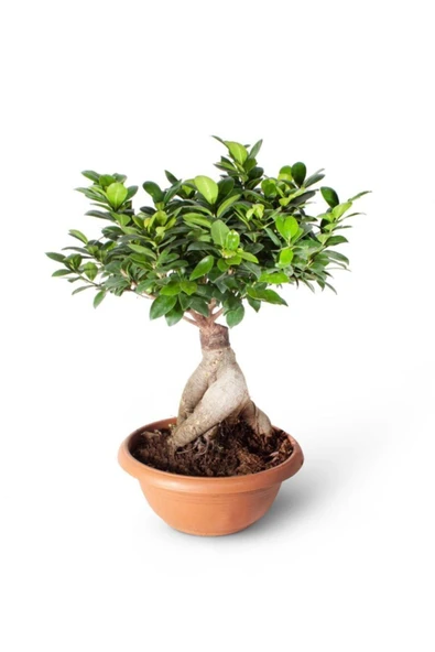Bonsai Ficus Gingseng 2000 gr ürün görseli