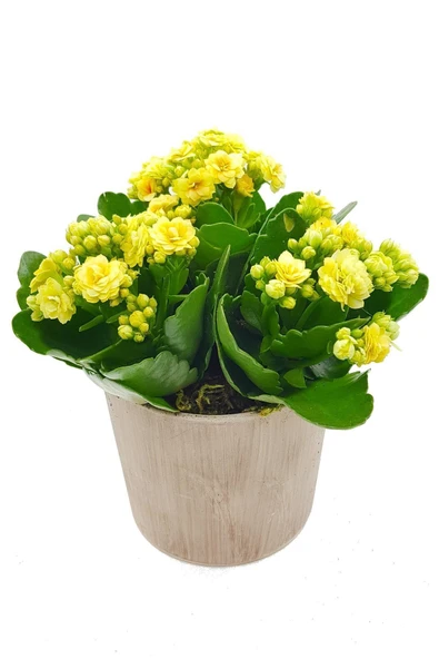 3'lü Sarı Kalanchoe Vintage Seramik Saksıda & Dekoratif Hediye & Ev Ofis Bitkisi & 15-20 Cm - Resim 2