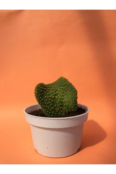 Opuntia Microdasys Var. Pallida F. Cristata - Resim 2