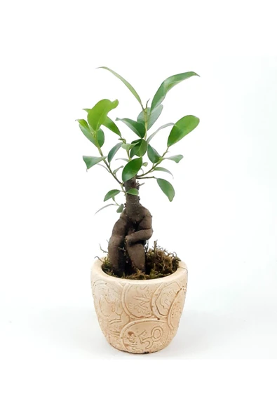 Para Desenli Eskitme Saksıda Ficus Bonsai Bitkisi