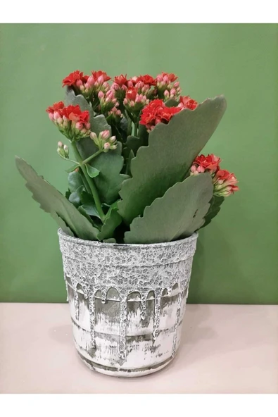 Dekoratif Retro Desenli Seramik Saksıda Kırmızı Renk Kalanchoe - 2